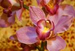 Mokra orchidea