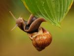 Ślimak winniczek (Helix pomatia)