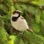 Wróbel domowy (Passer domesticus) II 