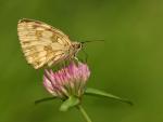 Polowiec szachownica (Melanargia galathea)