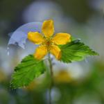 Zawilec żółty (Anemone ranunculoides)