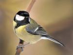 Parus major