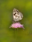 Polowiec szachownica (Melanargia Galatea)