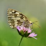 Polowiec szachownica (Melanargia galathea)