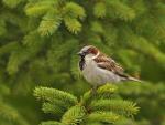 Wróbel domowy (Passer domesticus)