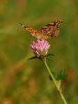 Rusałka osetnik (Vanessa cardui)