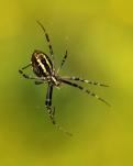 Tygrzyk paskowany (Argiope bruennichi)