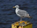 Mewa blada (Larus hyperboreus) 