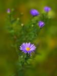 Aster