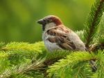 Sparrow