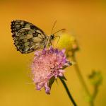 Polowiec szachownica (Melanargia galathea)