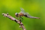 Lecicha pospolita (Orthetrum cancellatum) –  chłopczyk