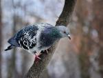 Gołąb miejski (Columba livia forma urbana)