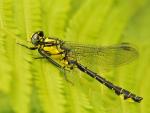 Aeschna viridis (żagnica zielona)