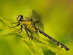 Aeschna viridis (żagnica zielona)