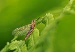 Ephemeroptera - jętka jednodniówka