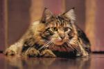 Maine Coon 