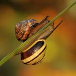 Ślimak gajowy (Cepaea nemoralis)