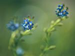 Mysie uszka (Myosotis)