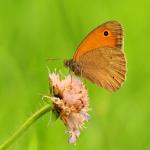 Nymphalidae - Przestrojnik jurtina (Maniola jurtina)