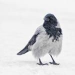 Wrona siwa (Corvus cornix) - w „pelisie”