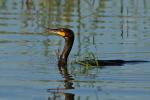 Kormoran esteta :)