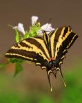 Zebra Swallowtail