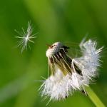 Dmuchawce, latawce, wiatr...