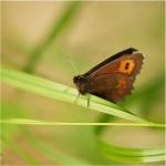 Górówka boruta (Erebia ligea )