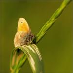 Coenonympha pamphilus 