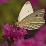 Papillon