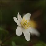 Anemone nemorosa