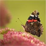 Vanessa atalanta 