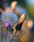 Łąkowa feeria barw