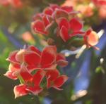 Kalanchoe