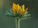 Rudbekia w rozkwicie