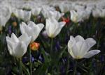 Tulipanowo