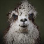 Lama na bis :)