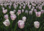 Tulipanowo