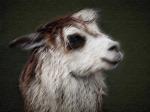Lama - makatka 