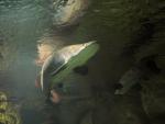 Arapaima gigas