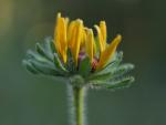 Rudbekia w rozkwicie