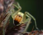 Face to face