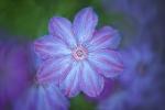 Clematis Omoshiro