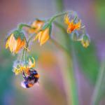 Remedium na styczeń