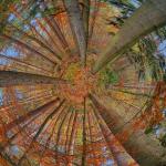 W zakręconym lesie ;)