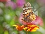 Vanessa cardui