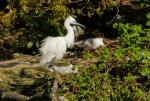 Egretta garzetta