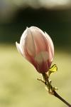 magnolia...