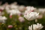 tulipany
